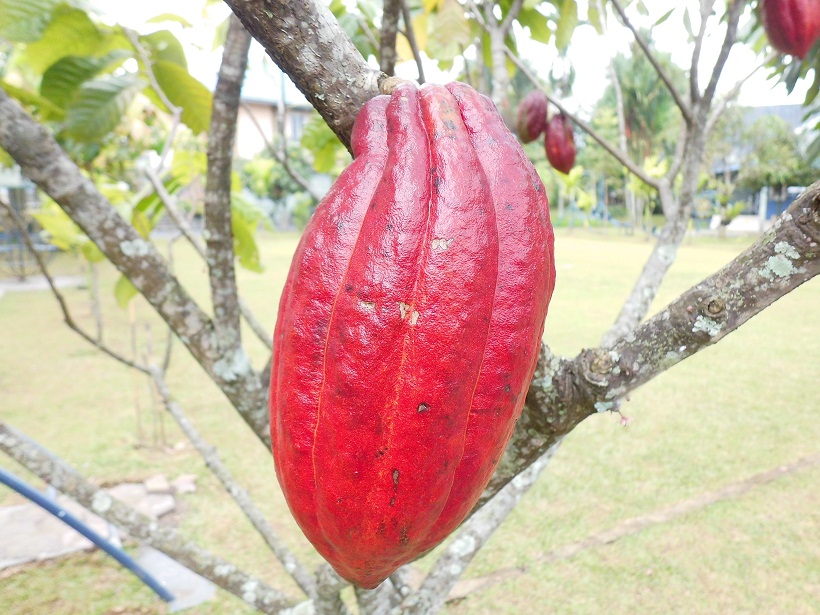 Exotic Plants In Indonesia Kakao Exotic Plants In Indonesia Kakao